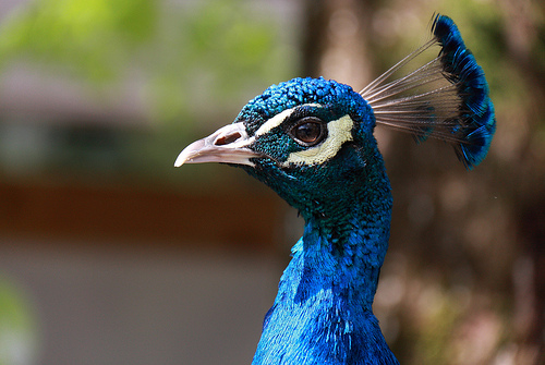 Zoo de la Citadelle Besançon